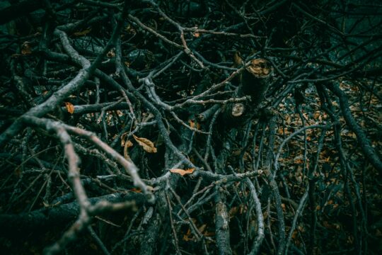a bunch of branches that have fallen down