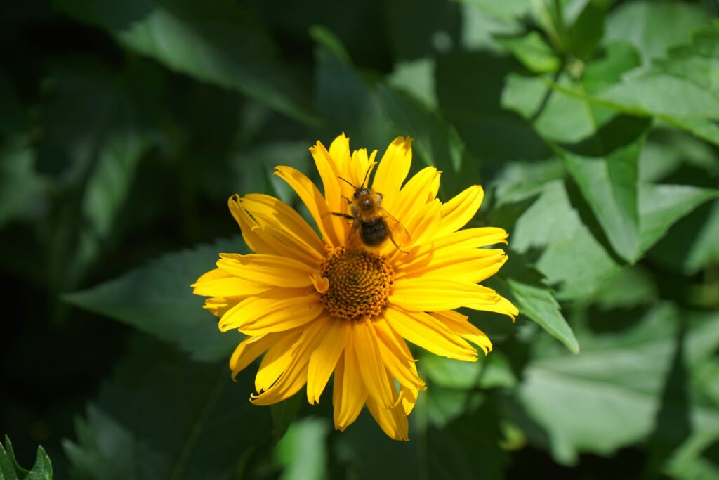 a bee is sitting on a yellow flower