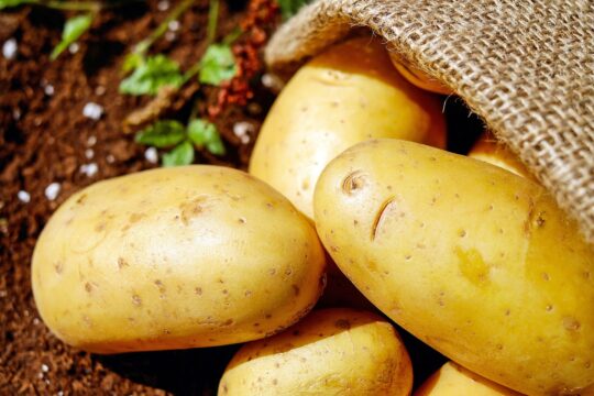potatoes, vegetable, food, harvest, potato sack, root vegetable, edible, produce, organic, natural, potatoes, potatoes, potatoes, potatoes, potatoes, vegetable