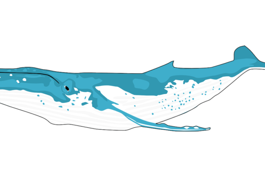 animal, ocean, whale, blue whale, balaenoptera musculus, marine mammal, marine, mammal, baleen whales, large, nature, whale, whale, whale, whale, whale, blue whale, blue whale