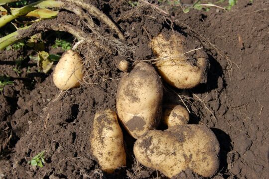 potato, land, fruit, bed, potatoes, tops, light, roots, potato, potato, potato, potato, potato, potatoes, potatoes, potatoes