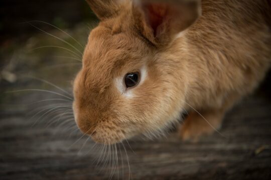 animal, bunny, close up, cute, nature, pet, rabbit, whiskers, brown animal, brown rabbit, brown bunny, domestic, domestic animal, portrait, bunny, rabbit, rabbit, rabbit, rabbit, rabbit