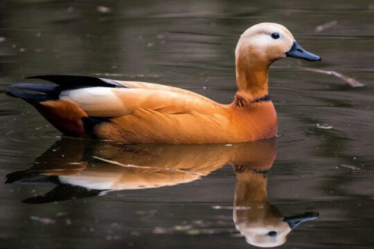 rust goose, tadorna ferruginea, water bird, swim, waterfowl, bird, kasarkas, nature, half of the geese, pond, water