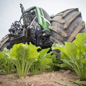 sugar beet, agriculture, tractor, fields, beets, field, farmer, sugar beet, sugar beet, sugar beet, sugar beet, sugar beet, tractor, tractor, tractor