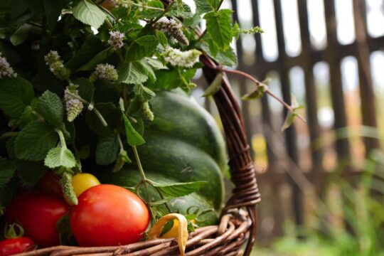 basket, vegetables, scuttle, nature, tomato, pumpkin, mint, village, fresh, summer, food, vegetables, tomato, tomato, tomato, pumpkin, mint, mint, village, village, village, village, village