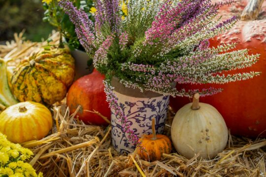 A vibrant arrangement of pumpkins and flowers set on hay, embodying the autumn harvest season.