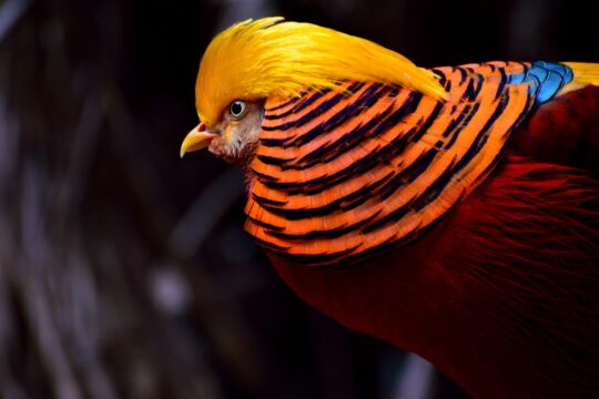 golden pheasant, pheasant, bird, yellow-red, exotic, wildlife, colorful, golden pheasant, golden pheasant, golden pheasant, golden pheasant, nature, golden pheasant, pheasant