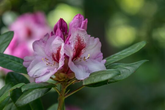 rododendronach