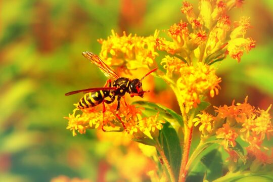osa roof, insect, błonkówki, flower, flower wallpaper, animals, nature, outside, invertebrates, arthropods, closeup, plant, lawn, meadow, wasp, antennae, flower background, model, fragility, color, beautiful flowers, beautiful, alive, summer, environment, biology