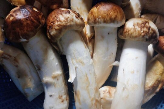 matsutake mushrooms, natural mushrooms, pine scent, health, matsutake mushrooms, matsutake mushrooms, matsutake mushrooms, matsutake mushrooms, matsutake mushrooms