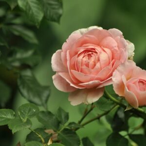 czy róże można podlewać gnojówką z pokrzyw