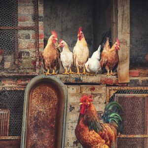 roosters, hens, chickens, chicken coop, birds, poultry, feathers, farm, chickens, chickens, chickens, chickens, chickens, chicken coop, chicken coop, nature, chicken coop, chicken coop, poultry, poultry, poultry, farm