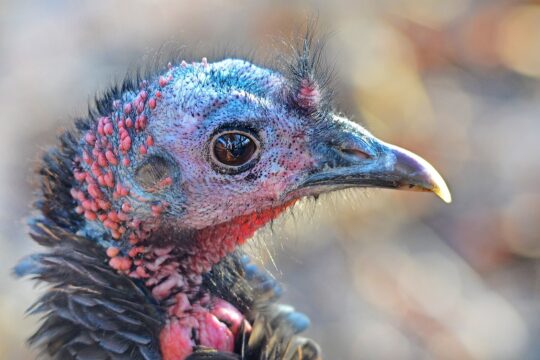 wild turkey, turkey, nature, wildlife, avian, portrait, fowl, birding, wild turkey, wild turkey, wild turkey, wild turkey, wild turkey