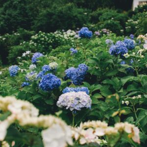 Czy hortensje można podlewać gnojówką z pokrzyw?