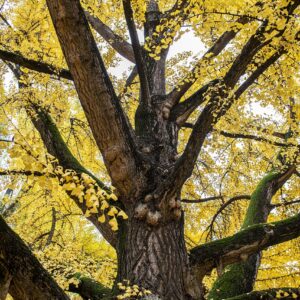 Arboretum Studzianki