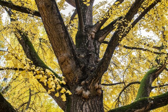 Arboretum Studzianki