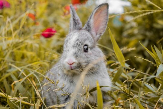 animal, nature, rabbit, mammal, fauna, species, wildlife, bunny, rabbit, rabbit, rabbit, rabbit, rabbit, bunny