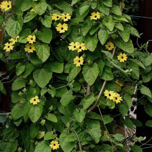 thunbergia