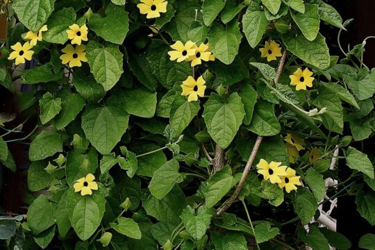 thunbergia