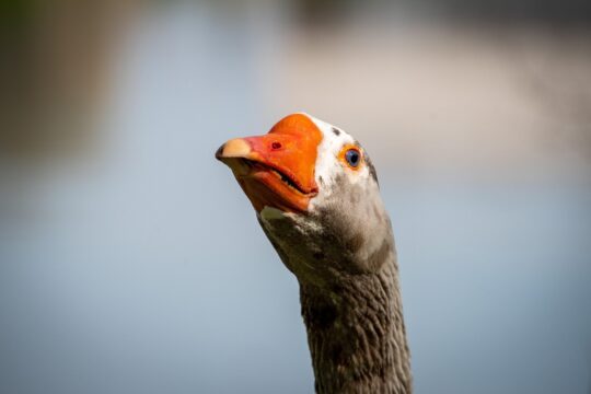 bird, goose, ornithology, nature, fauna, animal, avian, chinese goose, oviparo, orange beak, blue eyes, close up shot, geese background