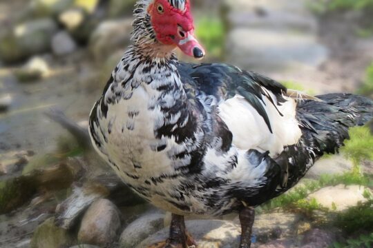 duck, bird, musky duck, nature, domestic animal, muscovy duck, domesticated