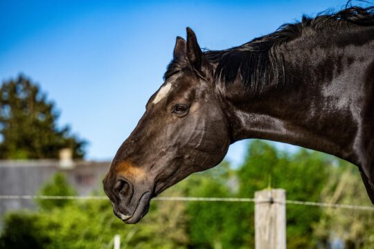 horse, mane, brown horse, pasture, animal, oldenburg, portrait, horse, horse, horse, nature, horse, horse