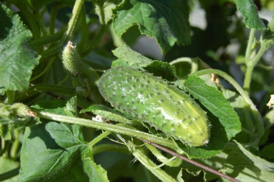 cucumbers, vegetables, cucumber, food, country house, blank, lightly salted, harvest