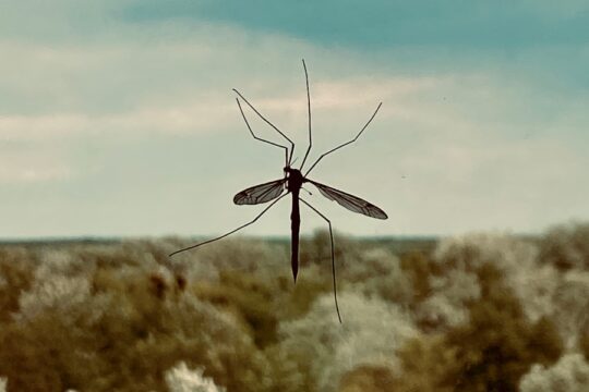 deet