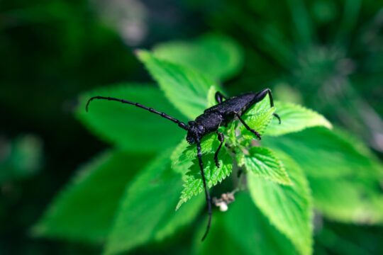black and white insect on green leaf