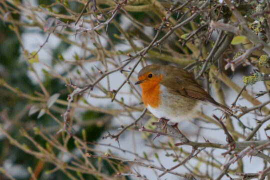 a small bird perched on top of a tree branch