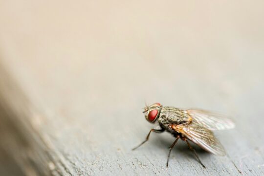 brown housefly