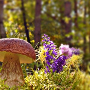 a mushroom sitting on top of a lush green field