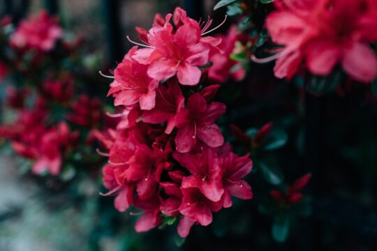 kiedy nawozić rododendrony