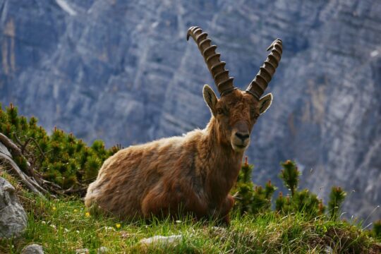 brown animal reclining of grass field