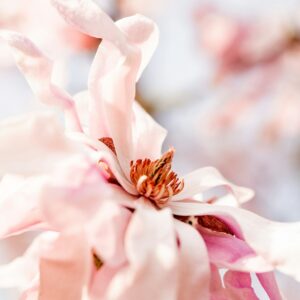 kiedy nawozić magnolie