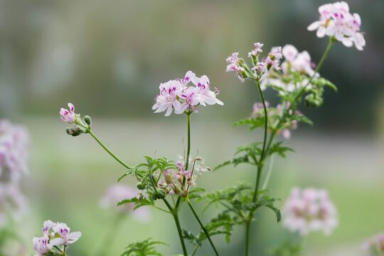 jak rozmnożyć geranium
