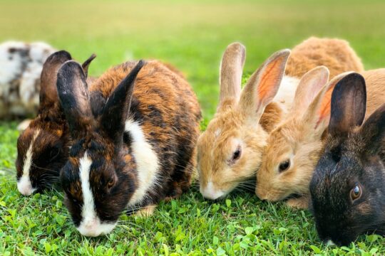 brown and black rabbit on green grass during daytime
