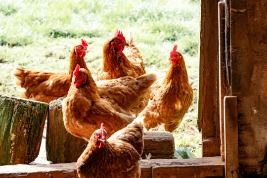 six brown hens beside wall during daytime