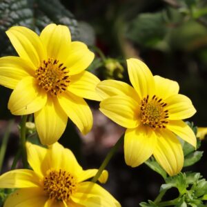 bidens