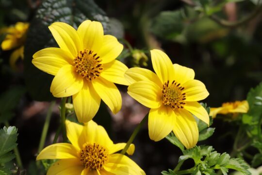 bidens