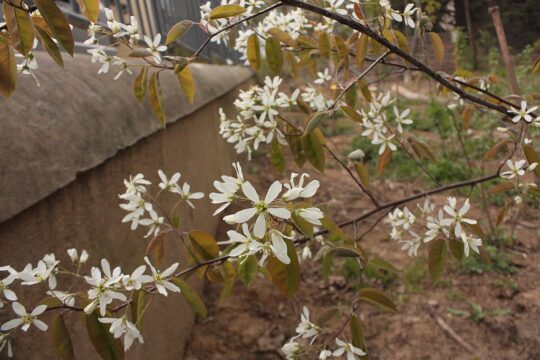 Amelanchier lamarckii