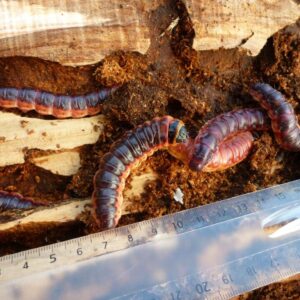 trociniarka czerwica