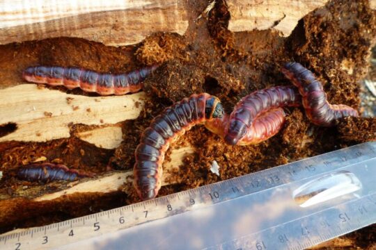 trociniarka czerwica