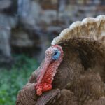 ile rośnie indyk brojler