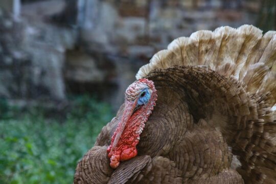 ile rośnie indyk brojler