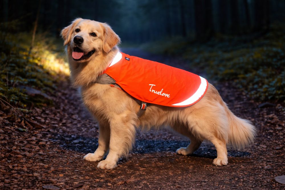 Nocne spacery z psem – sprawdź jak zadbać o bezpieczeństwo swoje i pupila!