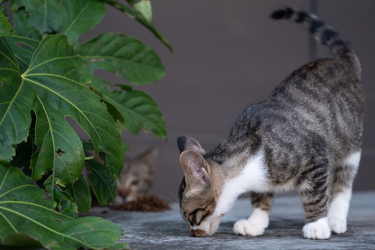 Sucha karma dla kota – dlaczego koty tak dobrze odnajdują się na diecie opartej na suchym pokarmie?